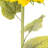 Sunflower Arrangement