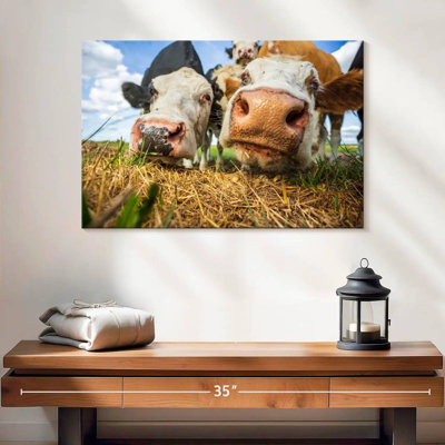 Vaches curieuses Brampt
