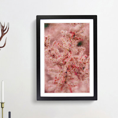 Cherry Blossom - Picture Frame Painting Print
