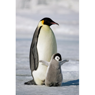 Emperor penguin