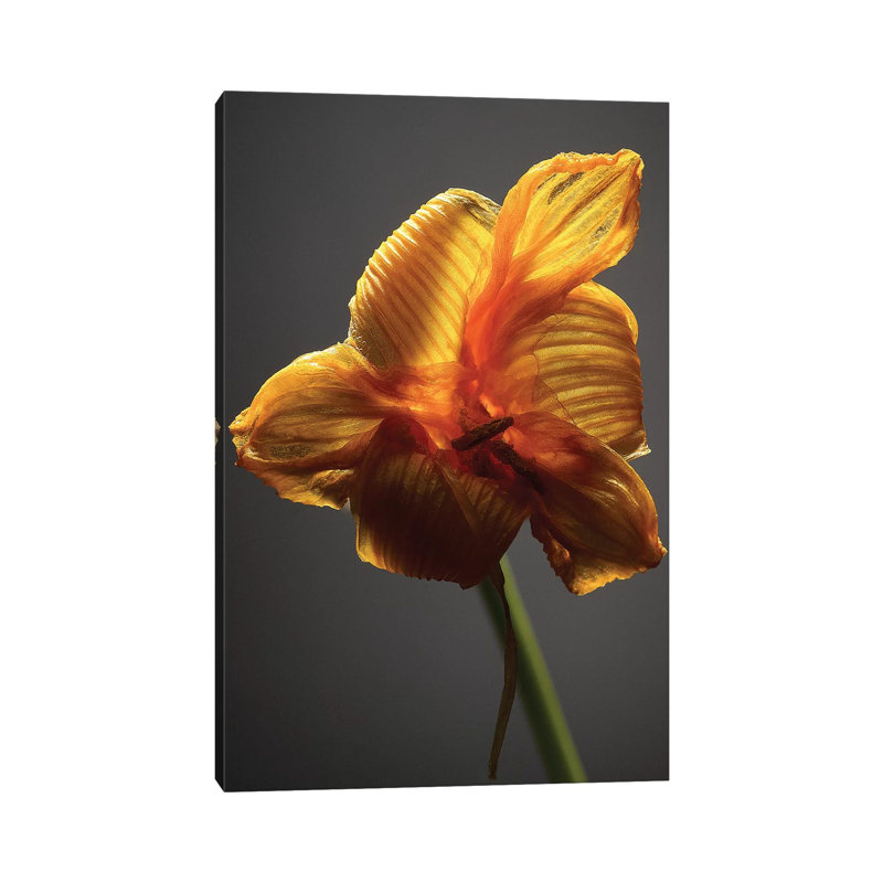 Studio Flowers XI 1 Piece Wrapped Canvas Wall Art, 20.32 cm H x 30.48 cm W