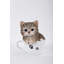 Figurine de chaton Teacup Tabby-20582133