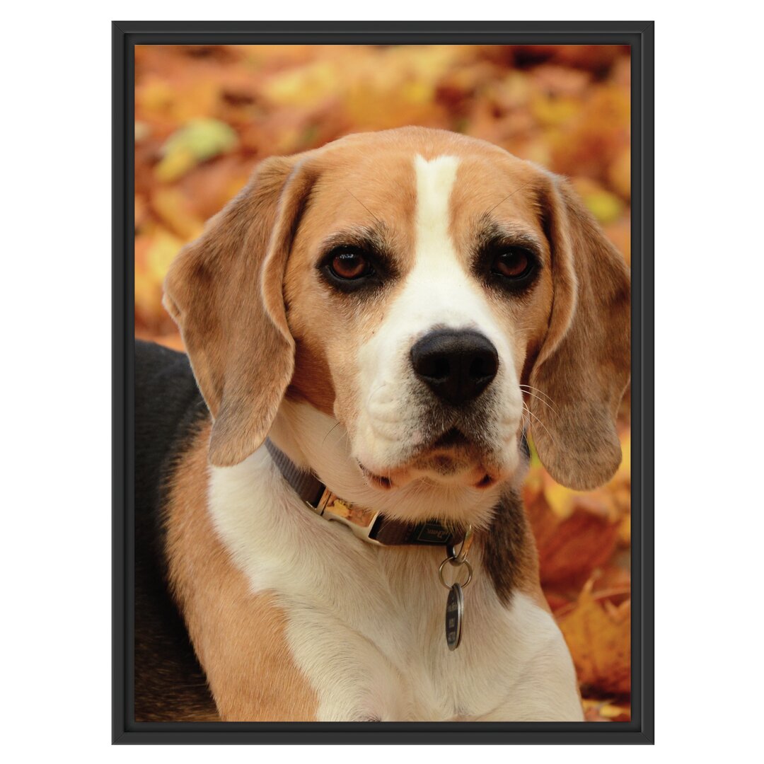 Gerahmtes Wandbild kleiner BeagleLaub