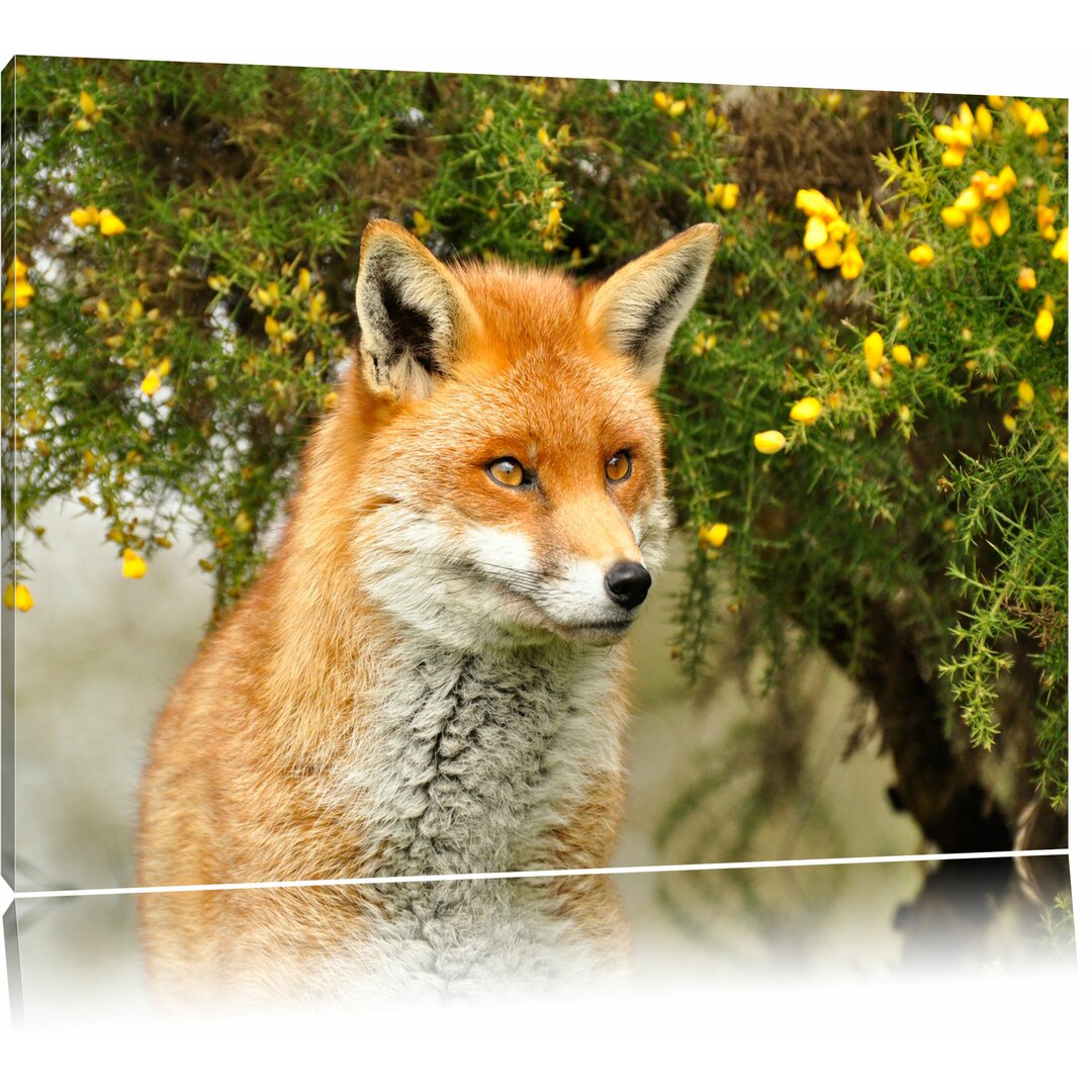 Leinwandbild „Aufschauender Fuchs", Fotodruck