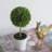 Set of 3 Mini Topiaries in Decorative Pots