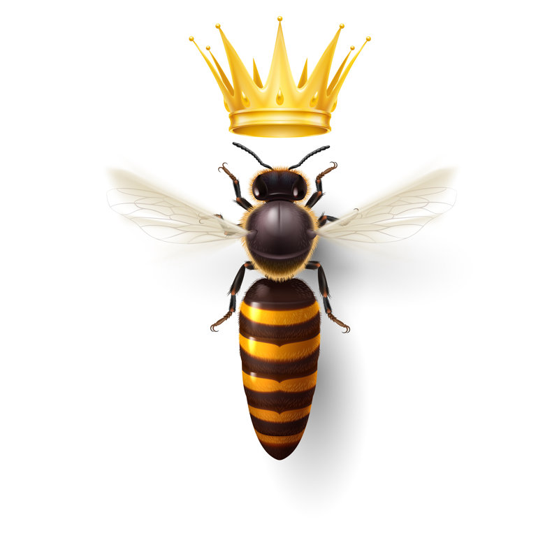 Megerle Bee Queen - Wrapped Canvas Print, 122cm H x 122cm W x 3.8cm D