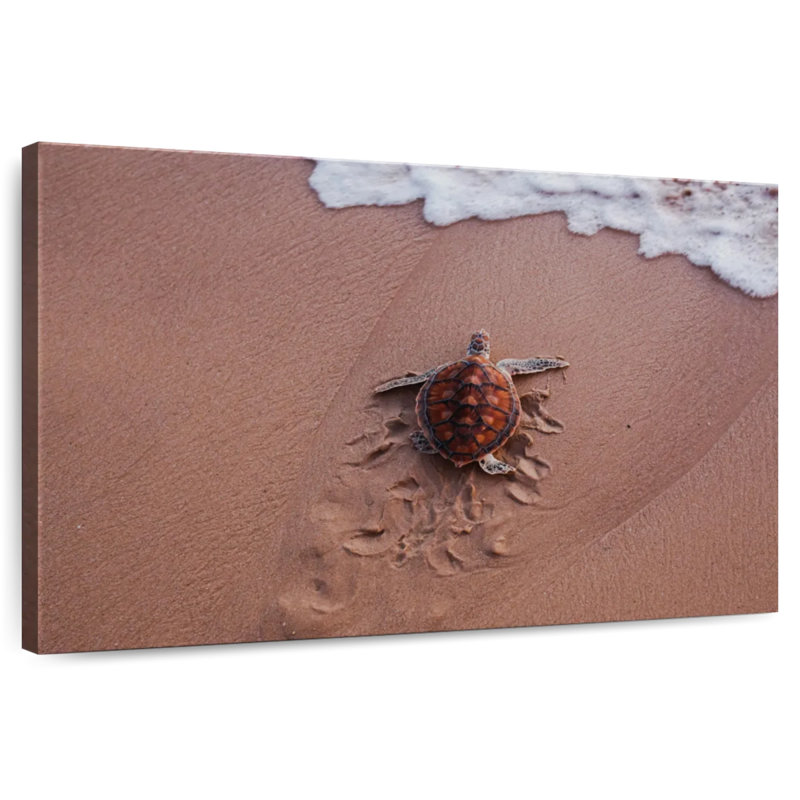 Empreintes de tortue Brampt, H 24 po x l 36 po