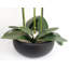 Plant-88685042-88685043