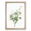 White Downy Rose by Pierre-Joseph Redoute - Picture Frame Art Prints-55612971-55612975