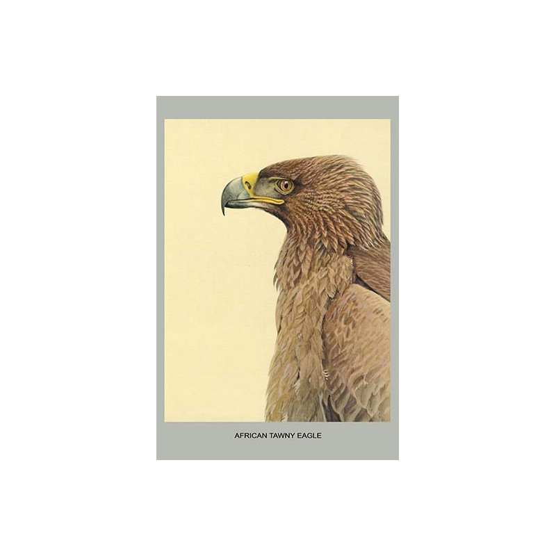 Aigle fauve africain-impression d’art graphique, H 66 po x l 44 po x P 1,5 po