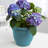 Traditional Self-Watering Plastic Indoor/Outdoor Pot Planter-1925399694-1921265540
