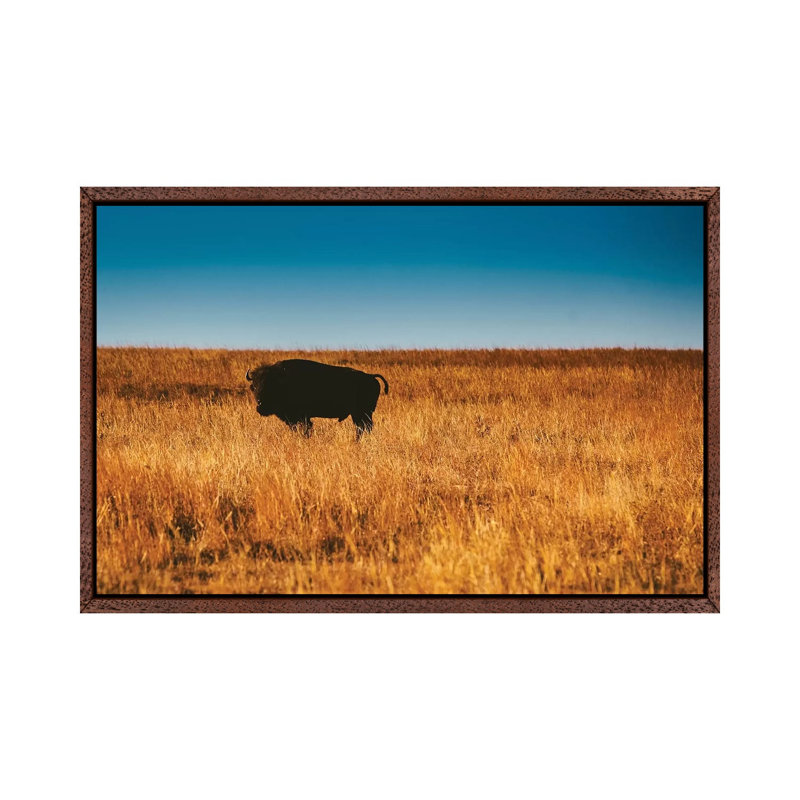 Wild Buffalo by Bethany Young - Print on Canvas, 66.04cm H x 101.6cm W x 3.81cm D, Classic Brown Wood Framed