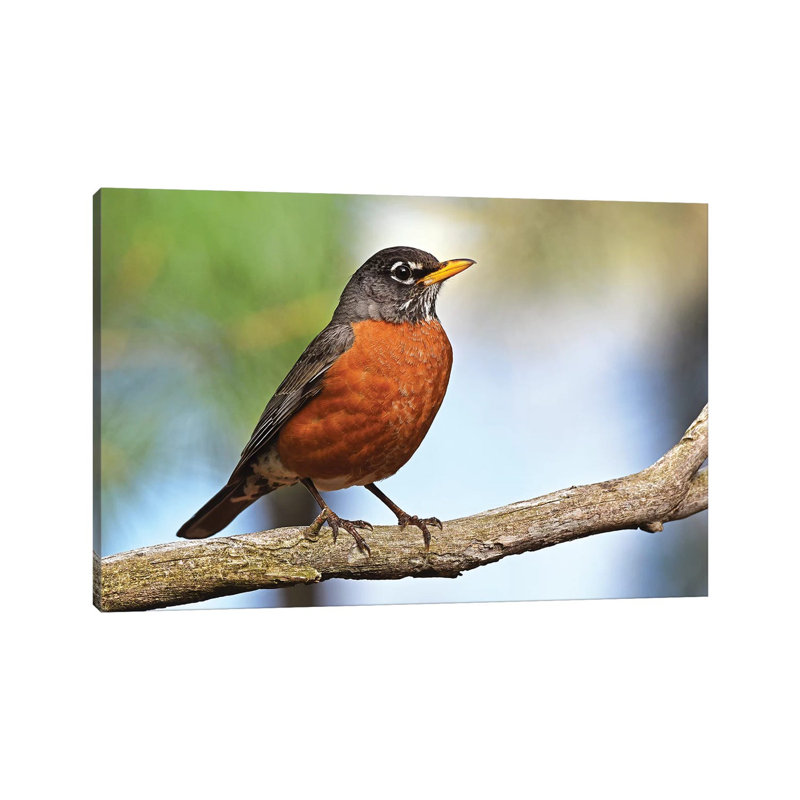 «Robin Redbreast» par Brian Wolf - photographie sur toile tendue, H 8 po x l 12 po x P 0,75 po