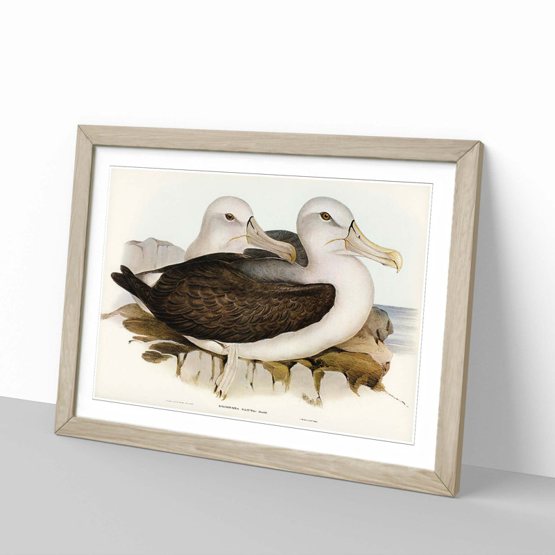 Two Albatross Birds by Elizabeth Gould - Framed Print, 27cm H x 36cm W x 2cm D, Oak Framed