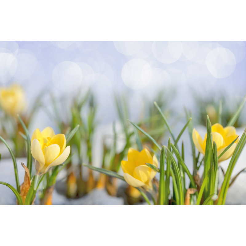 Early Spring Crocus Flowers In Snow Close-up by Viorika - No Frame Art Prints on Canvas, 61cm H x 91cm W