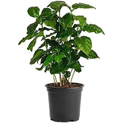 Flowering American Plant Exchange Arabica Coffee Plant, 6-Inch Pot, Live Fruiting Houseplant, Deep Green Foliage