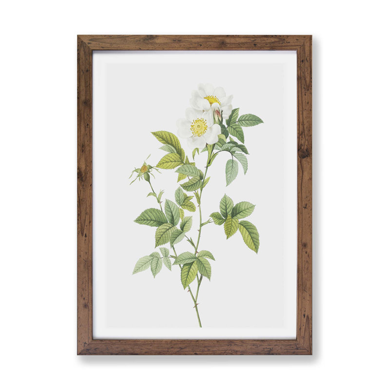 'Anjou Rose' by Pierre-Joseph Redoute - Picture Frame Painting Print on Paper, 33cm H x 45cm W x 2cm D, Walnut