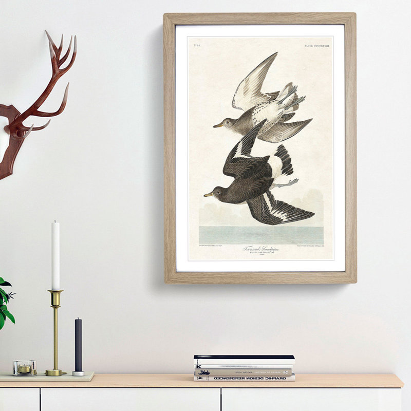 Flying Sandpiper Birds by John Audubon - Framed Print, 48cm H x 36cm W x 2cm D, Oak Framed