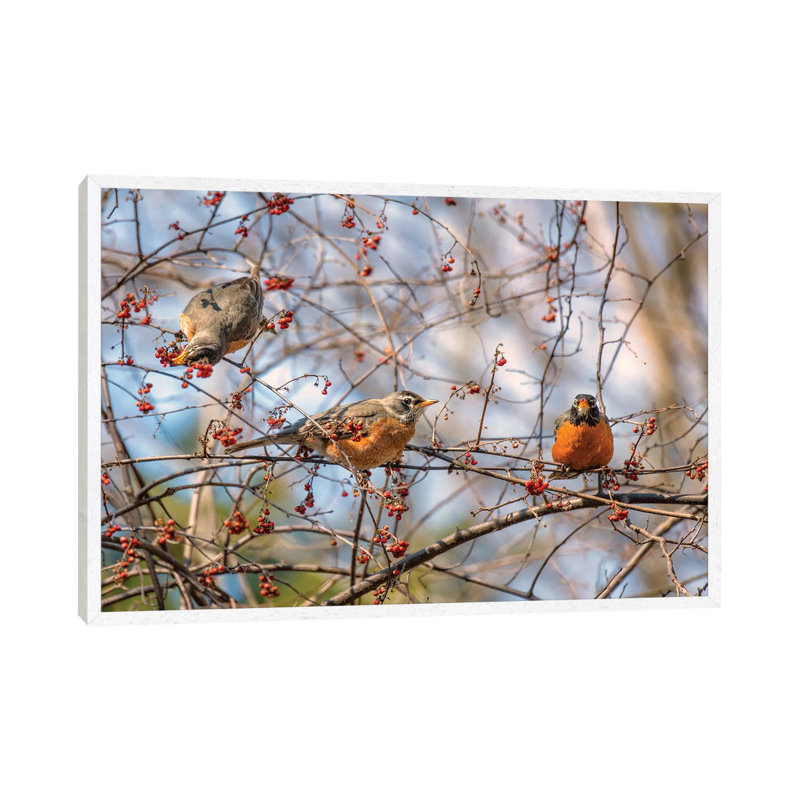Spring Robins II by David Gardiner - Print on Canvas, White Framed, 66.04 cm H x 45.72 cm W