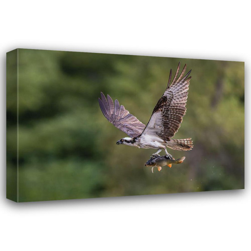 Hokku Designs, Luo, galerie d'art sur toile tendue, titre Osprey, H 34 po x l 48 po