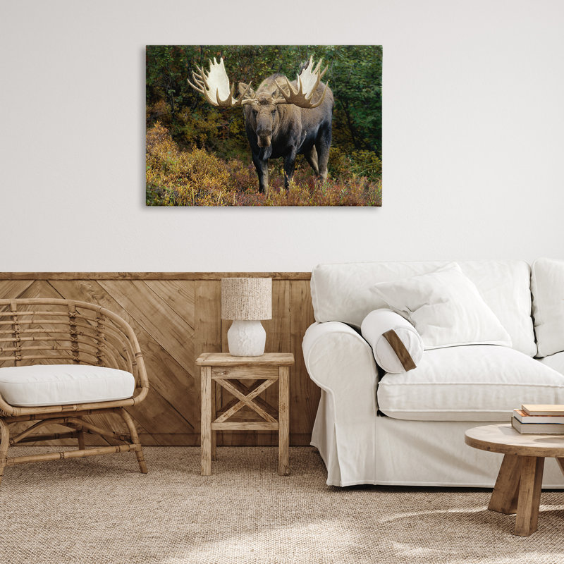 «Bull Moose Face Off» par Shane Lamb, H 24 po x l 36 po
