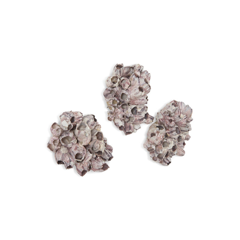 Barnacle 3 Piece Wall Décor Set, 7" H x 12" W x 12" D