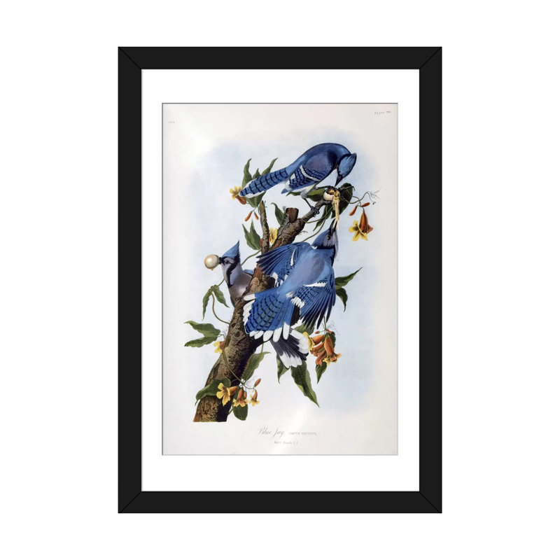 «Blue Jay» par John James Audubon, reproduction d'art sur toile, Papier d'art encadré noir, Blanc, H 32 po x l 24 po x P 1 po