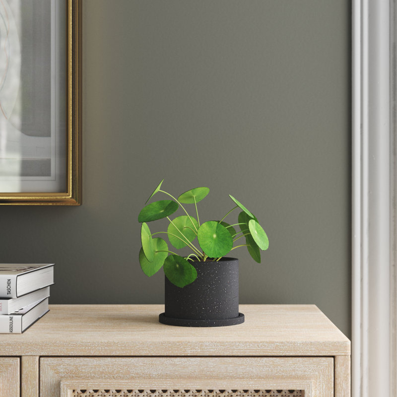 Socorro Ceramic Pot Planter
