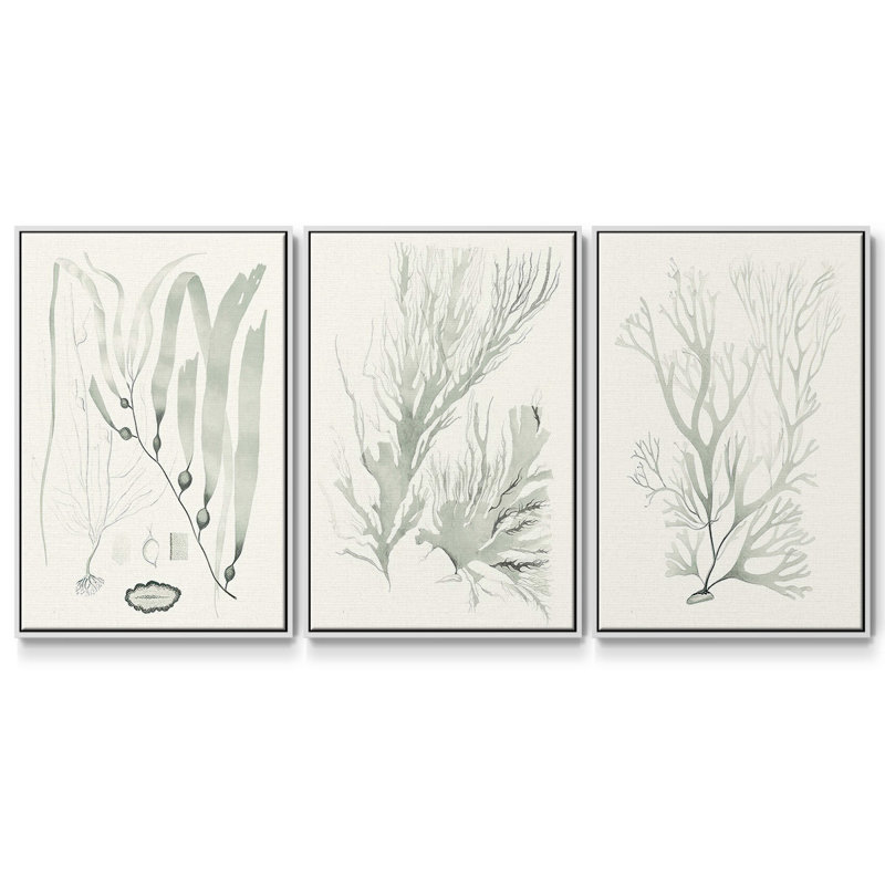 Ensemble de 3 pièces encadrées sur toile Sage Green Seaweed III, Blanc, H 36 po x l 72 po