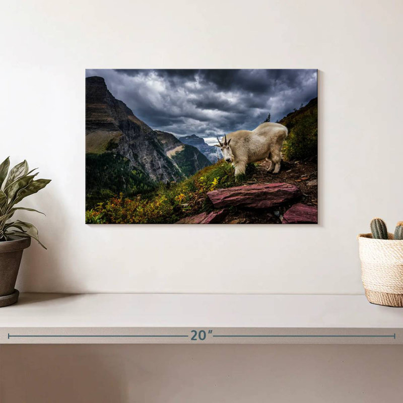 Brampt Rocky Mountain Goat