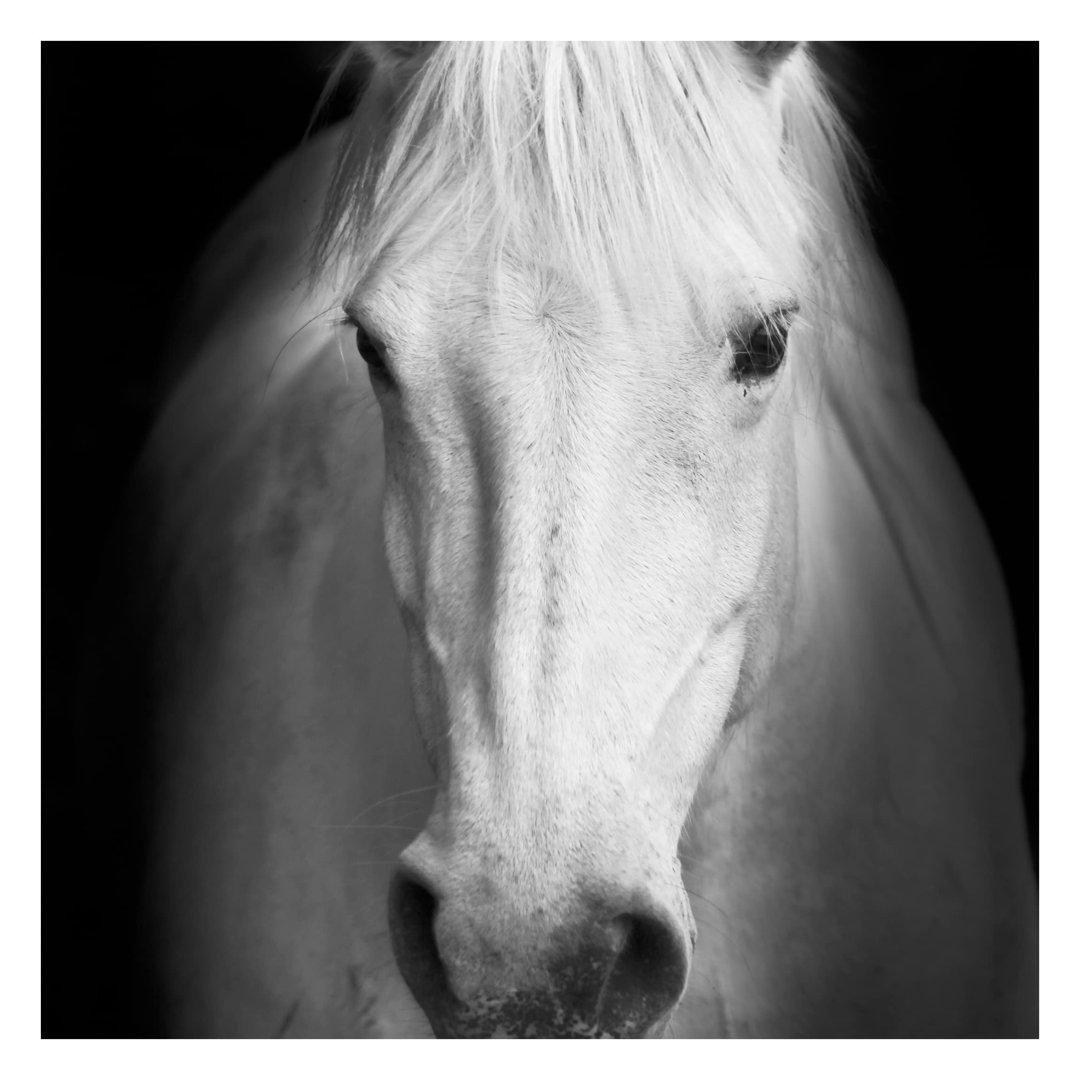 Dream of a Horse 1.92m x 1.92m Textured Matt Peel & Stick Wall Mural