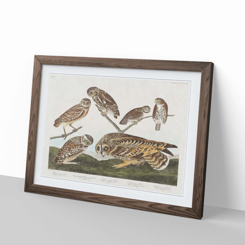 Selection of Owls by John Audubon - Picture Frame Painting Print, Walnut Framed, 27cm H x 36cm W x 2cm D