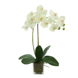Creative Displays, Inc.
Orchid Arrangement in Square Glass Vase