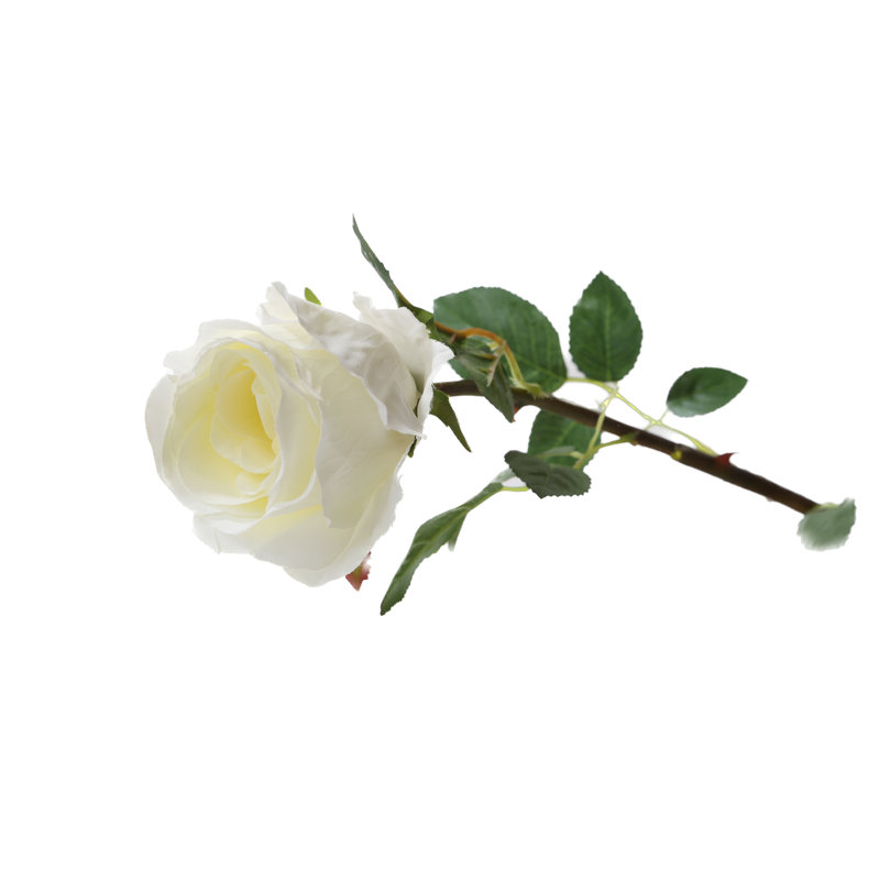 Large bud Rose, Ivory