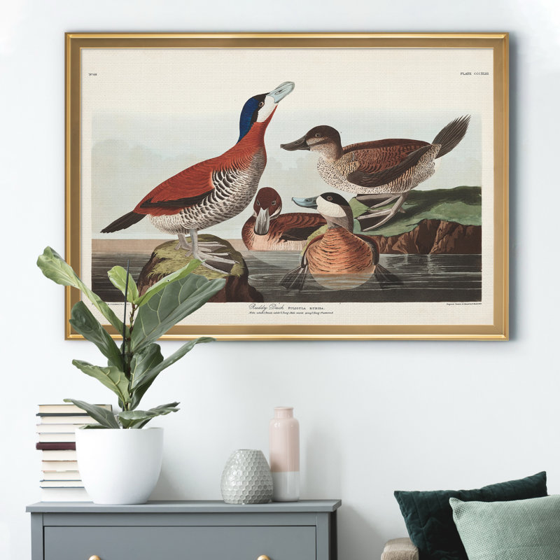 Ruddy Duck - reproduction d'art sur toile, Doré, H 26,5 po x l 36,5 po x P 1,5 po