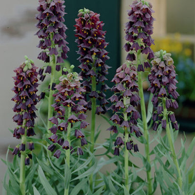 Fritillaria Persica Bulb