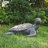 Zachary Tortoise MGO Garden Statue