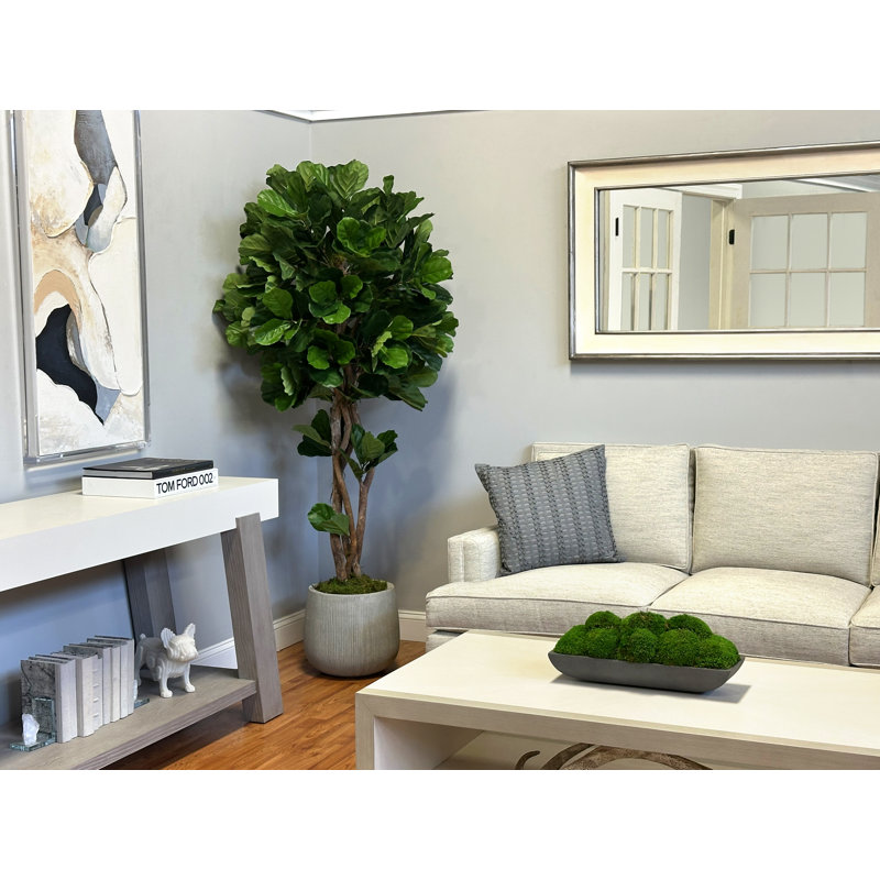 Fiddle Leaf Tree in Fiberstone Pot