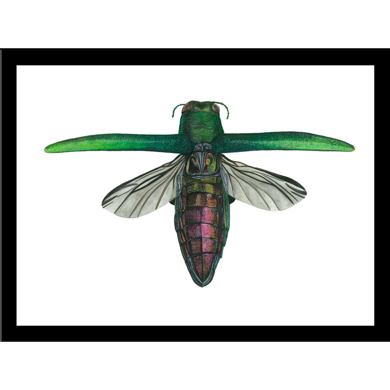 «Emerald Ash Borer Beetle» par Damon Crook - reproduction d'art sur papier encadrée, H 8 po x l 10 po