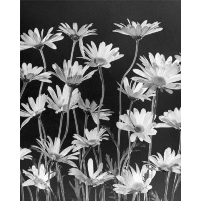Posterazzi " Daisies "