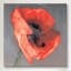 « rossa », impression-22063534-22064160