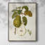 Vintage Pears IV, reproduction encadrée - bois massif-1227094471