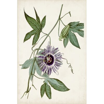 Vintage Passionflower II by Vision Studio - Wrapped Canvas Painting -  Rosalind Wheeler, D87C633A6E074C8E8A138ADBC70A924D