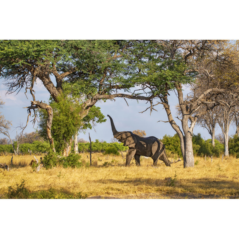 African Elephant by Guenterguni - Wrapped Canvas Print, 81cm H x 122cm W