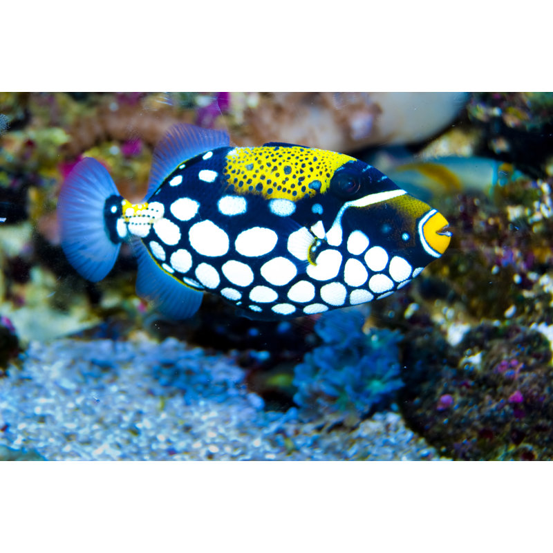 «Clown Trigger Fish» par Shurub, photographie sur toile tendue, H 8 po x l 12 po