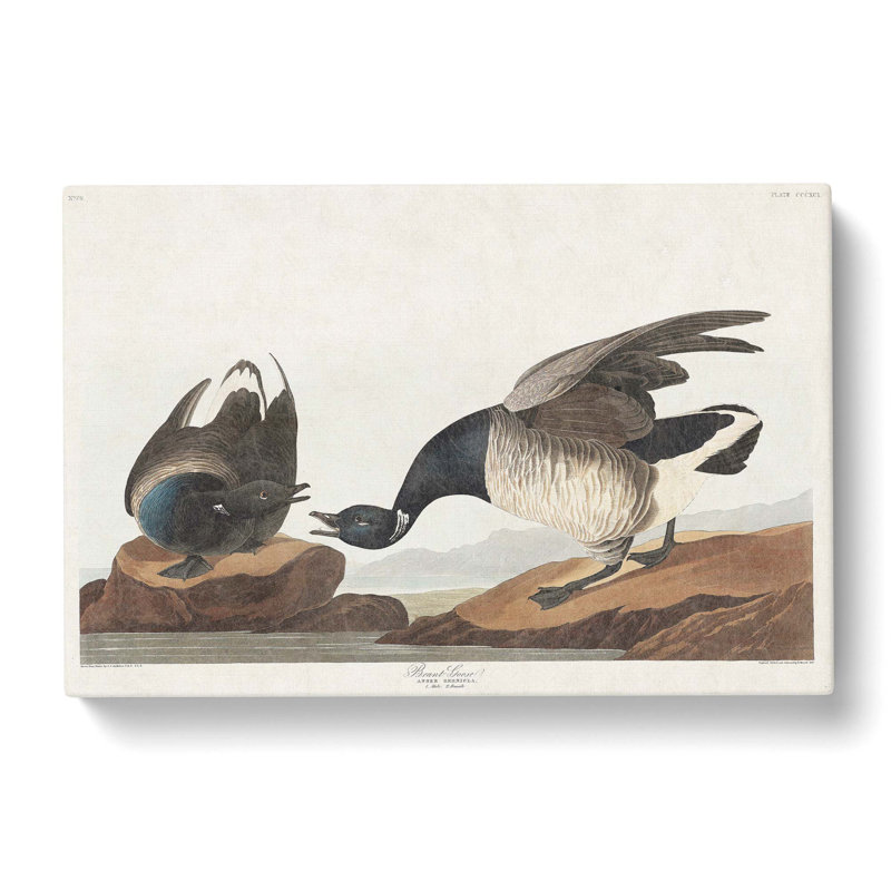 Brant Geese by John Audubon - Wrapped Canvas Painting, 35cm H x 50cm W x 3cm D
