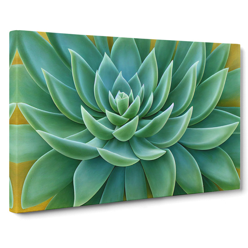 Soulful Succulent Plant - Wrapped Canvas, 35cm H x 50cm W x 3cm D