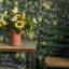 Boråstapeter Citronträd Wallpaper-1685784428