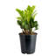 ZZ Plant in Nursery Pot