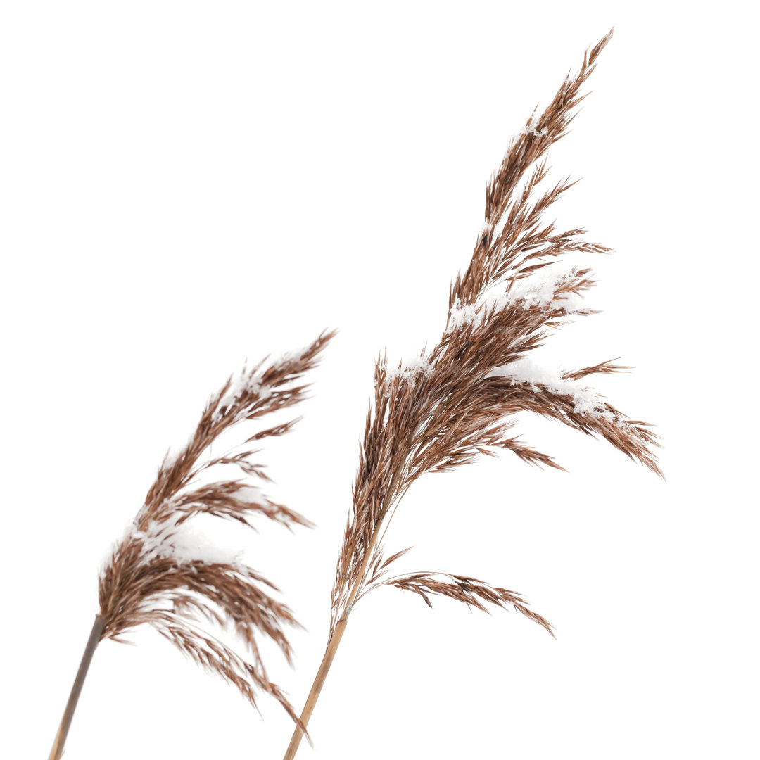 Macro Photo Of Dry Coastal Reed Isolated On White by Eugenesergeev - Wrapped Canvas Art Prints